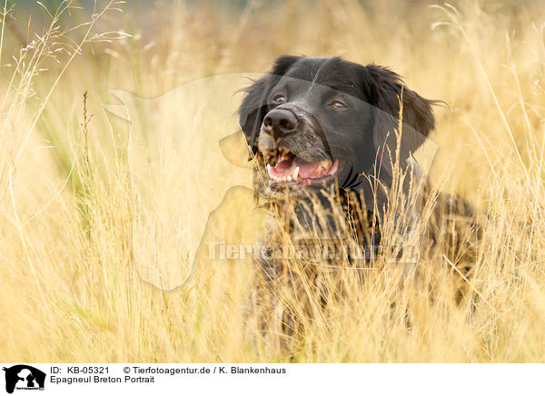 Epagneul Breton Portrait / Epagneul Breton Portrait / KB-05321