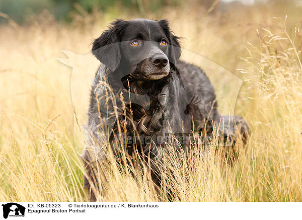 Epagneul Breton Portrait / Epagneul Breton Portrait / KB-05323