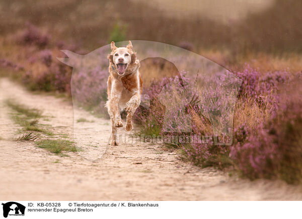 rennender Epagneul Breton / running Epagneul Breton / KB-05328