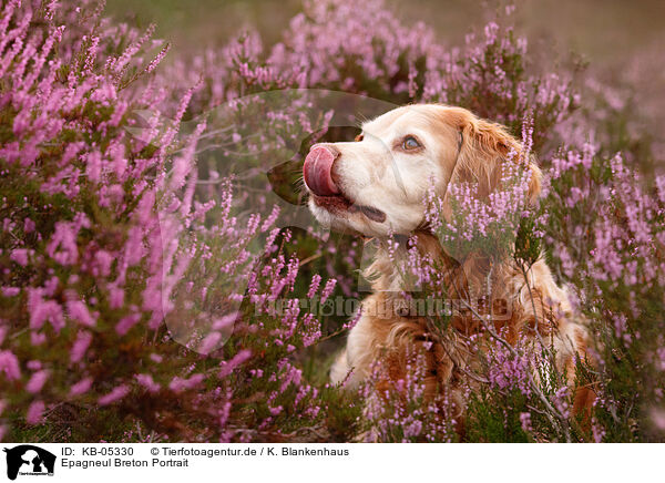 Epagneul Breton Portrait / Epagneul Breton Portrait / KB-05330