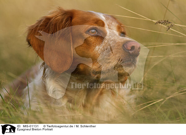 Epagneul Breton Portrait / MIS-01131