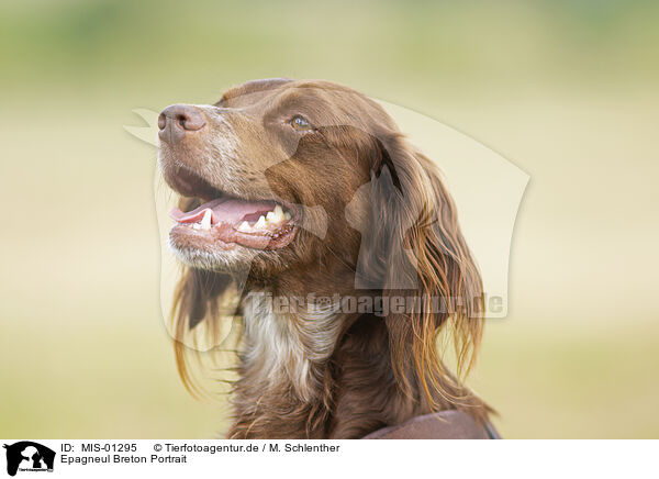 Epagneul Breton Portrait / Epagneul Breton Portrait / MIS-01295
