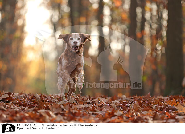 Epagneul Breton im Herbst / Epagneul Breton in autumn / KB-10615