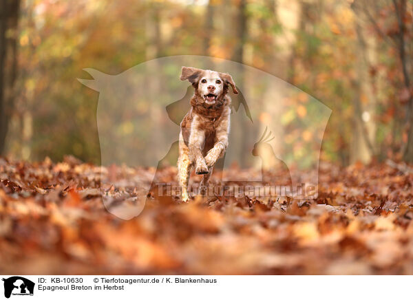 Epagneul Breton im Herbst / KB-10630