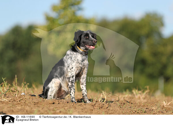 Epagneul Breton / Epagneul Breton / KB-11690