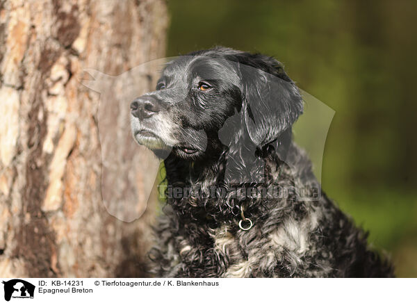 Epagneul Breton / Epagneul Breton / KB-14231