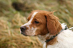 Epagneul Breton Portrait