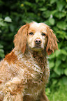 Epagneul Breton Portrait