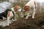 Epagneul Breton und Beagle