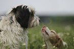 Epagneul Breton und Tibet-Terrier