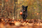 Epagneul Breton im Herbst