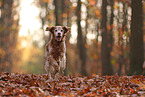 Epagneul Breton im Herbst