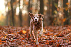 Epagneul Breton im Herbst