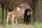 Hunde