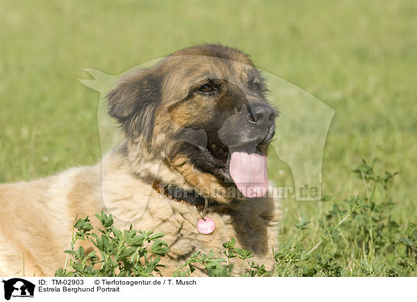 Estrela Berghund Portrait / TM-02903