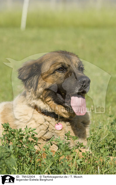 liegender Estrela Berghund / lying Estrela-dog / TM-02904