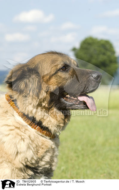 Estrela Berghund Portrait / TM-02905