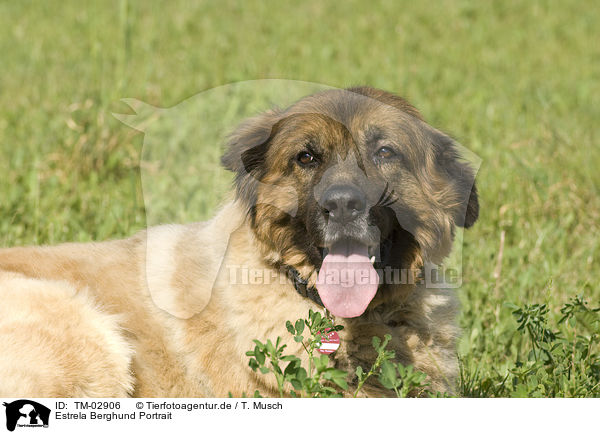Estrela Berghund Portrait / Estrela-dog Portrait / TM-02906