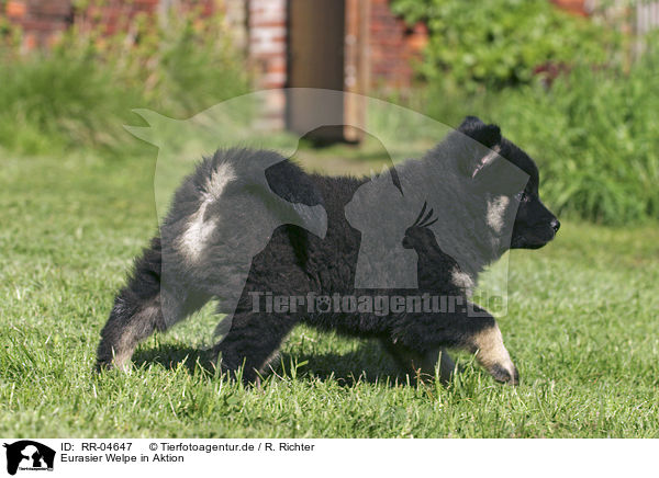 Eurasier Welpe in Aktion / puppy in action / RR-04647
