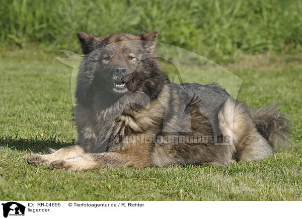 liegender / lying Eurasier / RR-04655