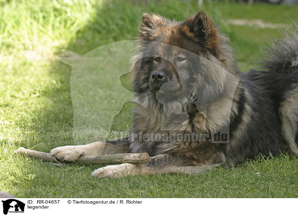 liegender / lying Eurasier / RR-04657