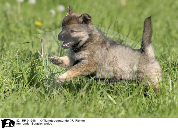 rennender Eurasier Welpe / RR-04658
