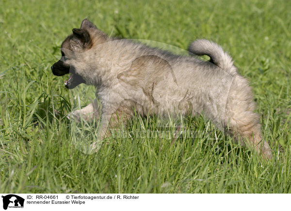 rennender Eurasier Welpe / running puppy / RR-04661