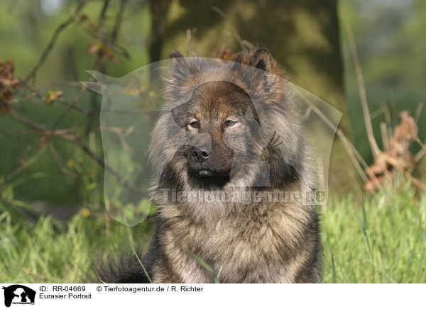 Eurasier Portrait / Eurasian Portrait / RR-04669