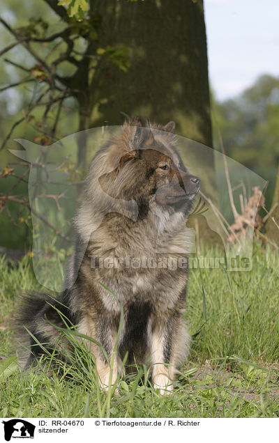 sitzender / sitting Eurasier / RR-04670