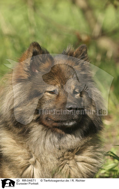 Eurasier Portrait / Eurasian Portrait / RR-04671