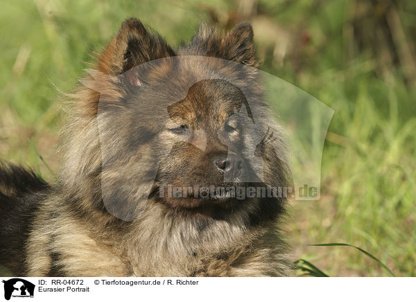 Eurasier Portrait / Eurasian Portrait / RR-04672