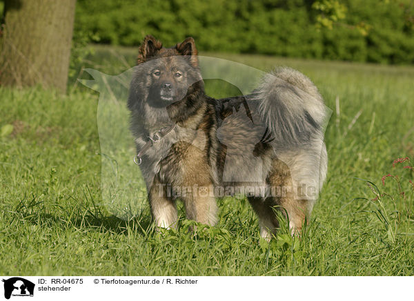 stehender / standing Eurasier / RR-04675