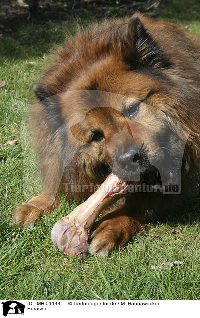 Eurasier / Eurasian / MH-01144