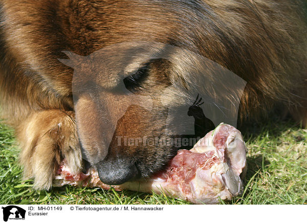 Eurasier / Eurasian / MH-01149