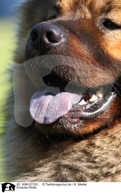 Eurasier R�de / male Eurasian Dog / KMI-01703