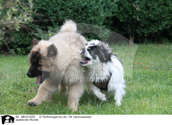 spielende Hunde / playing dogs / MH-01825