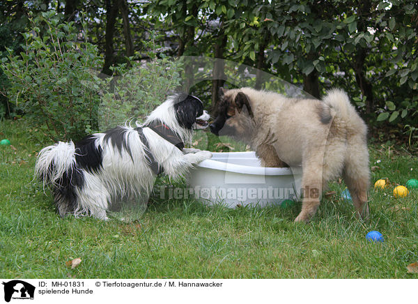 spielende Hunde / playing dogs / MH-01831