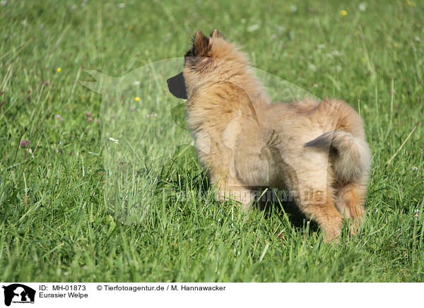 Eurasier Welpe / Eurasier Puppy / MH-01873