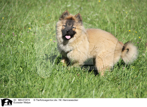 Eurasier Welpe / Eurasier Puppy / MH-01874