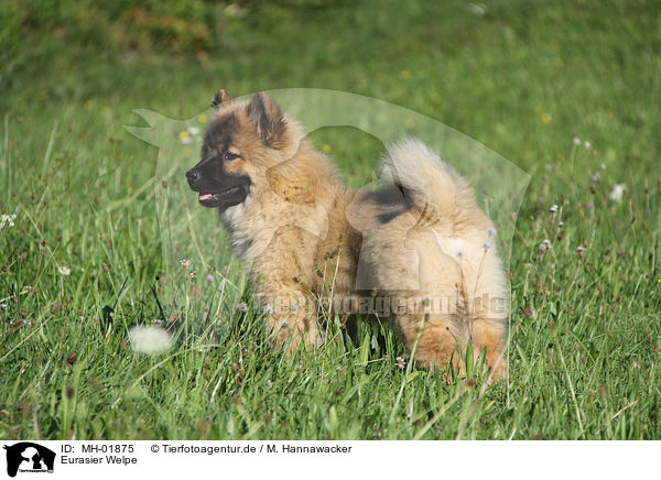 Eurasier Welpe / Eurasier Puppy / MH-01875