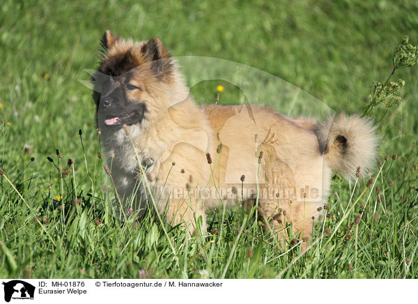 Eurasier Welpe / Eurasier Puppy / MH-01876