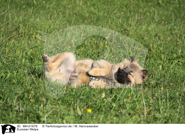 Eurasier Welpe / Eurasier Puppy / MH-01878