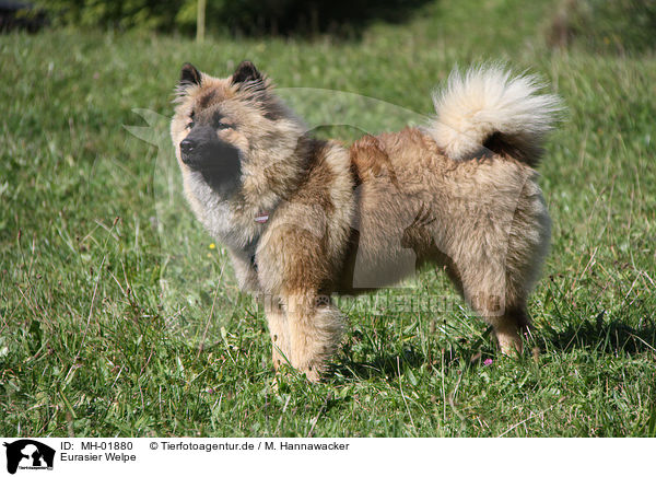 Eurasier Welpe / Eurasier Puppy / MH-01880
