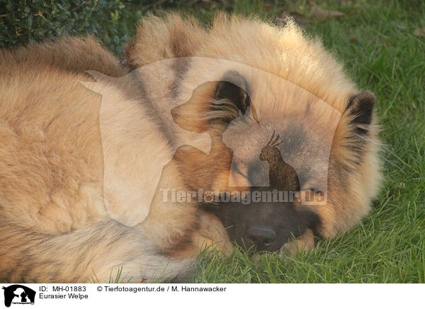 Eurasier Welpe / Eurasier Puppy / MH-01883