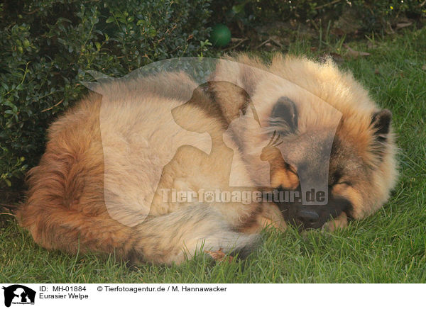 Eurasier Welpe / Eurasier Puppy / MH-01884