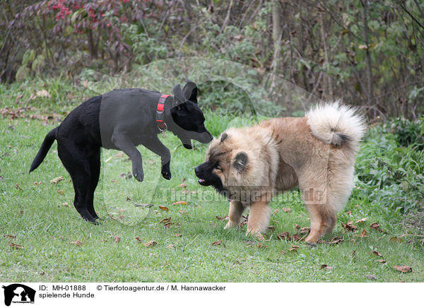 spielende Hunde / playing dogs / MH-01888