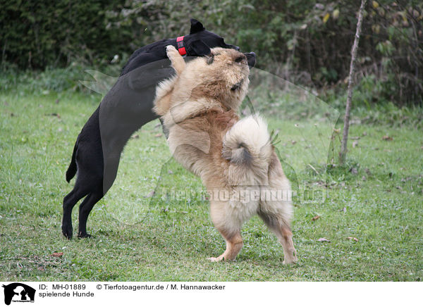 spielende Hunde / playing dogs / MH-01889