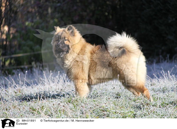 Eurasier / Eurasian / MH-01891