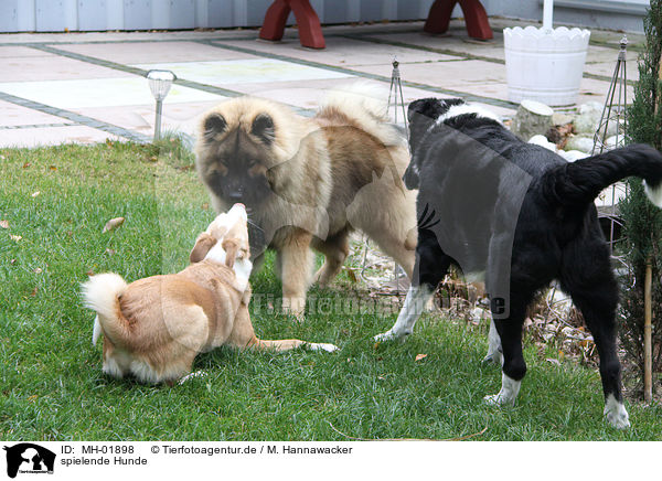 spielende Hunde / playing dogs / MH-01898