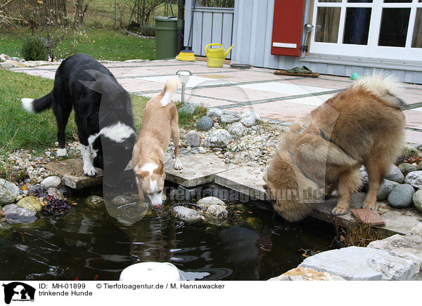 trinkende Hunde / drinking dogs / MH-01899